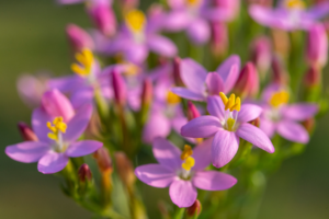 Pflanze mit Bitterstoffen in einem schönen lilafarbenen Ton mit Blüten
