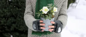 Person hält eine blühende Christrose in einem Topf, geschützt durch graue Handschuhe vor einem schneebedeckten Hintergrund.